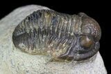 Bargain, Gerastos Trilobite Fossil - Morocco #69119-3